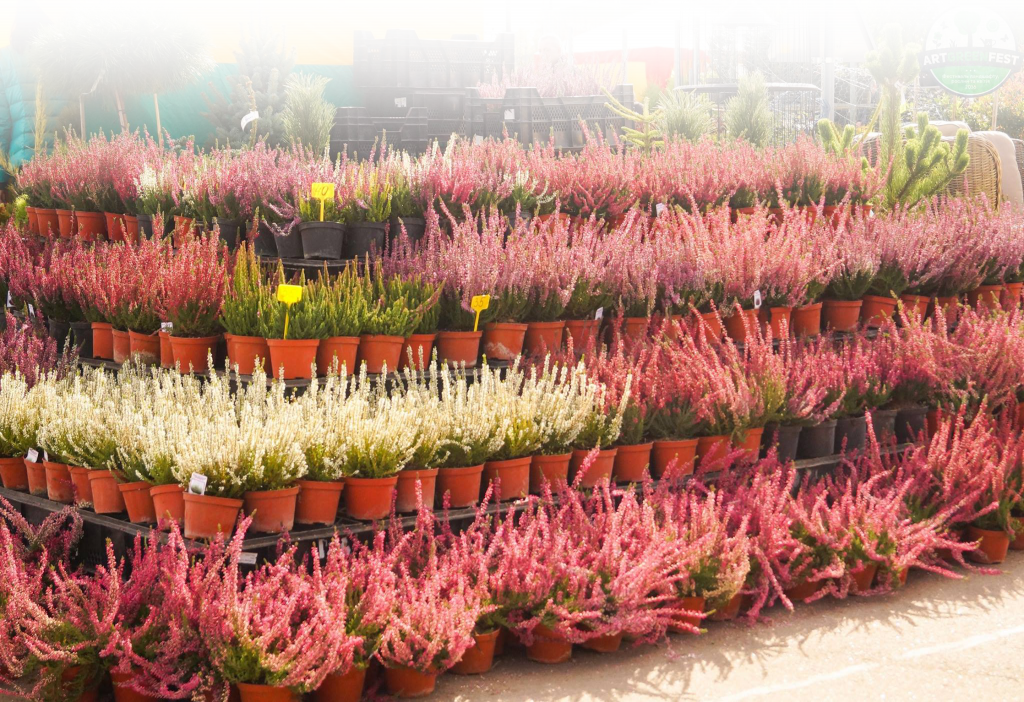 Лучшие сорта вереска можно найти в питомнике