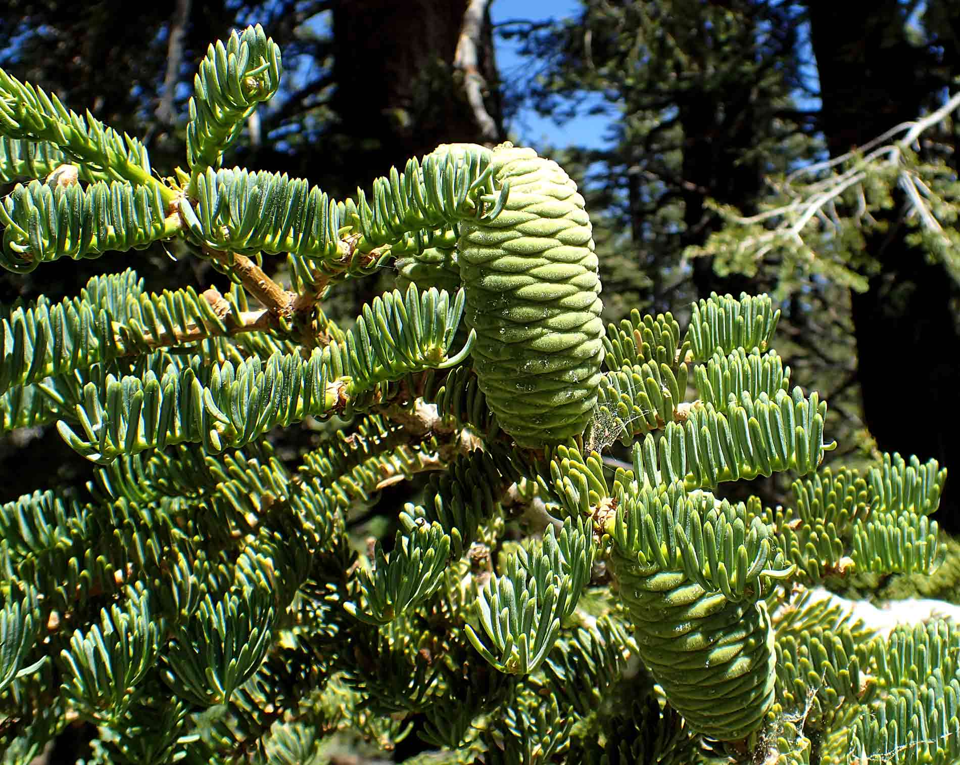пихта одноцветная компакта