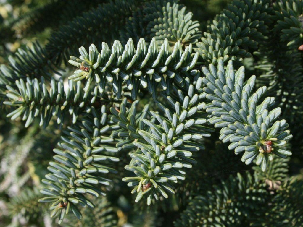 пихта Kelleriis