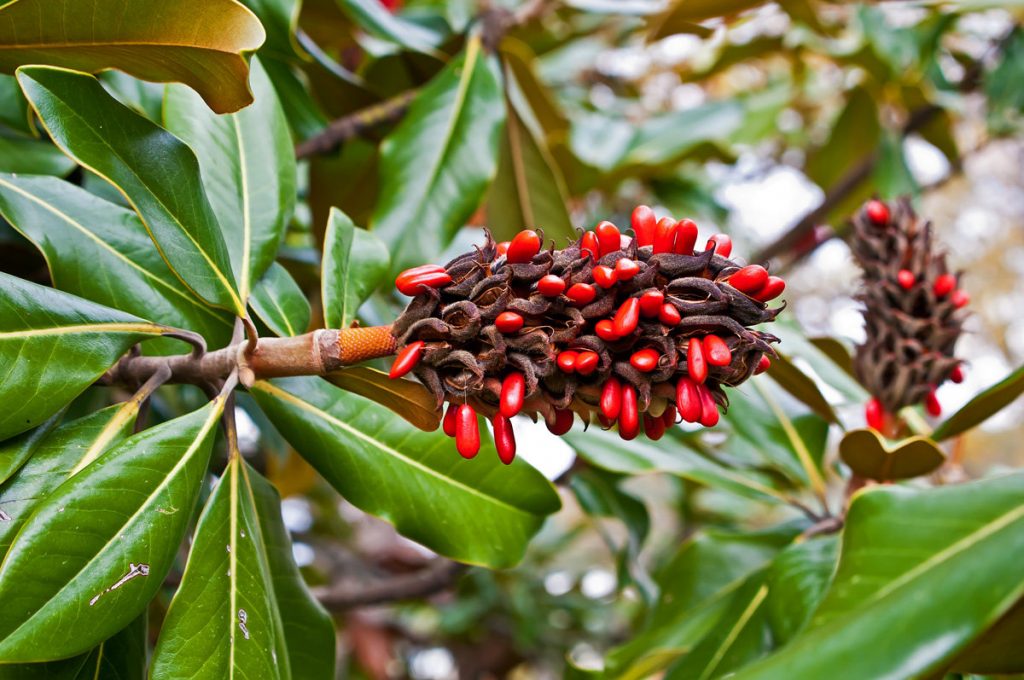 Плод магнолии