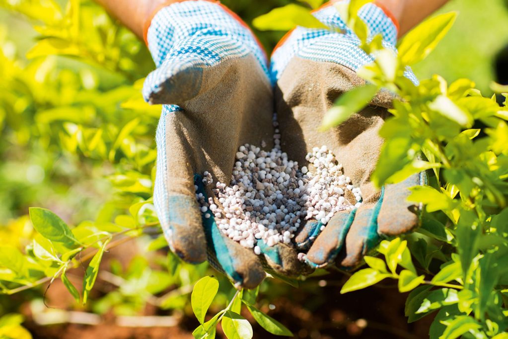 Своевременное и правильное внесение подкормки - залог хорошего урожая