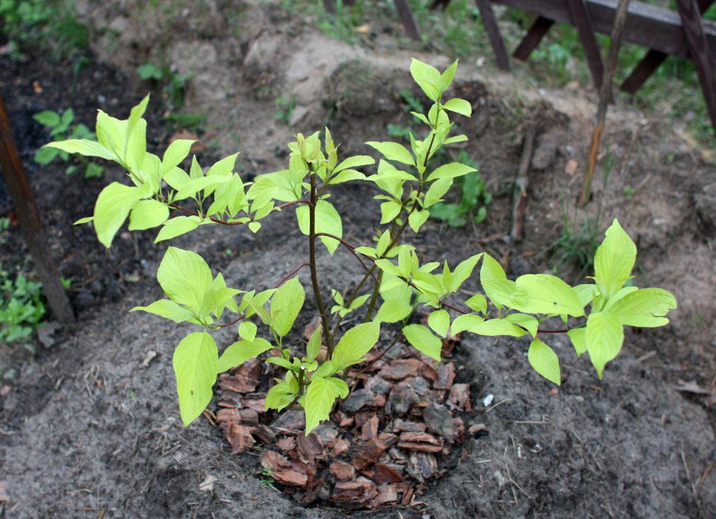Высаживать лучше ранней весной или поздней осенью