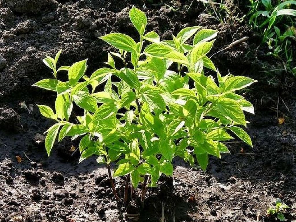 Чубушник "любит" солнце