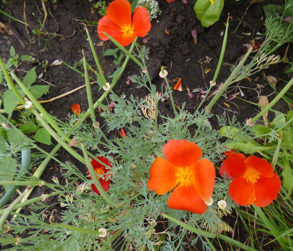 Необходимо регулярно рыхлить почву вокруг эшшольции