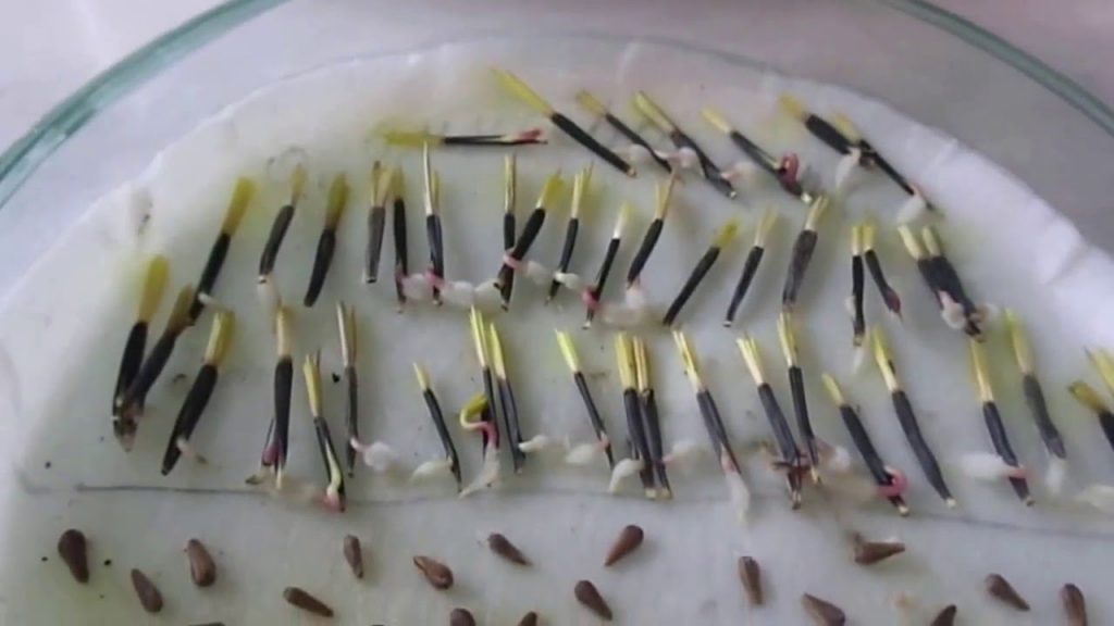 Проращивание бархатцев