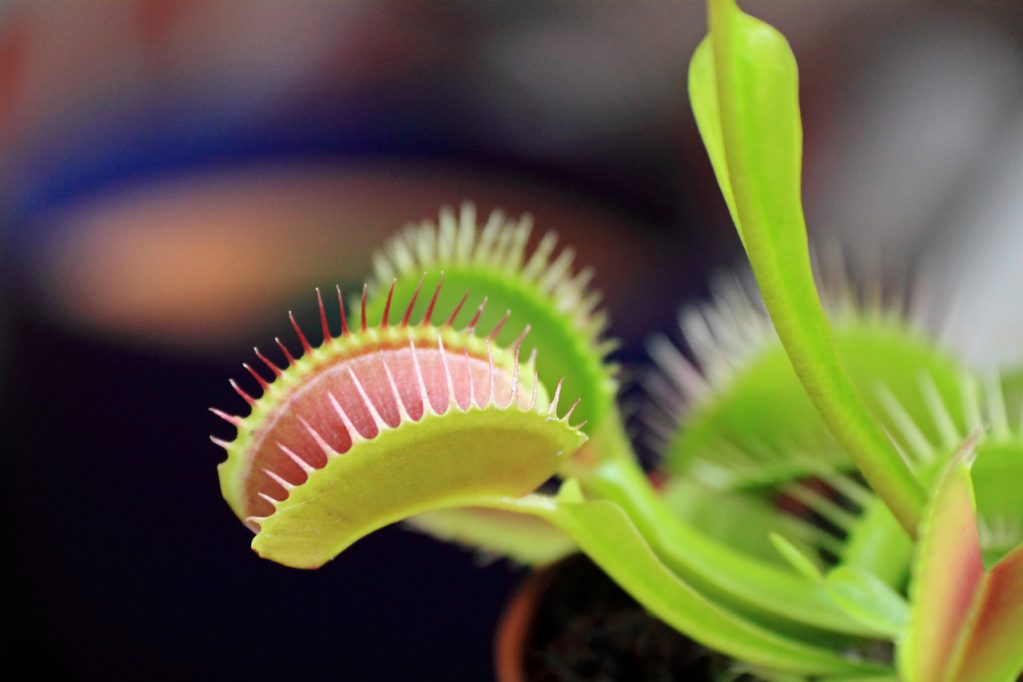 Росянка – «страшное» растение для детей. Не дай Бог ребенок увидит так оно проглатывает насекомого. У малыша возникнет непреодолимый страх, что когда-нибудь это растение сможет укусить и его