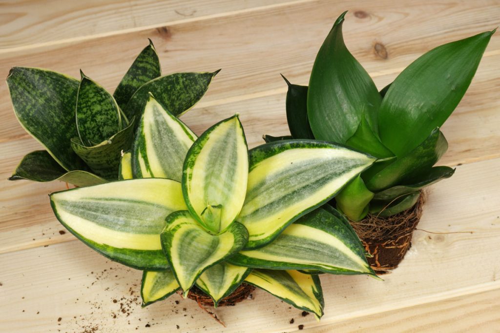 Если высокорослые виды сансевиерии запрещены для выращивания в детской комнате и в детских учреждениях, можно порекомендовать обратить внимание на низкорослые разновидности, например, сорт сансевиерии Хани