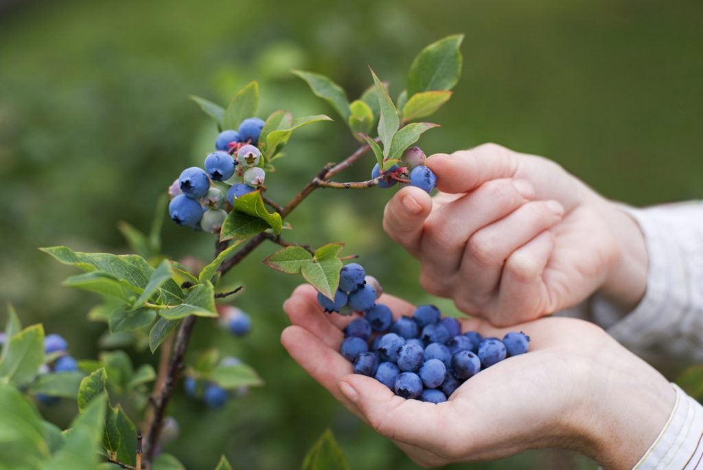Ягоды нужно срывать аккуратно, не повредив их