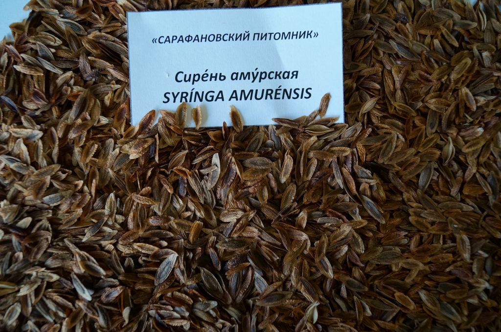 Семена сирени