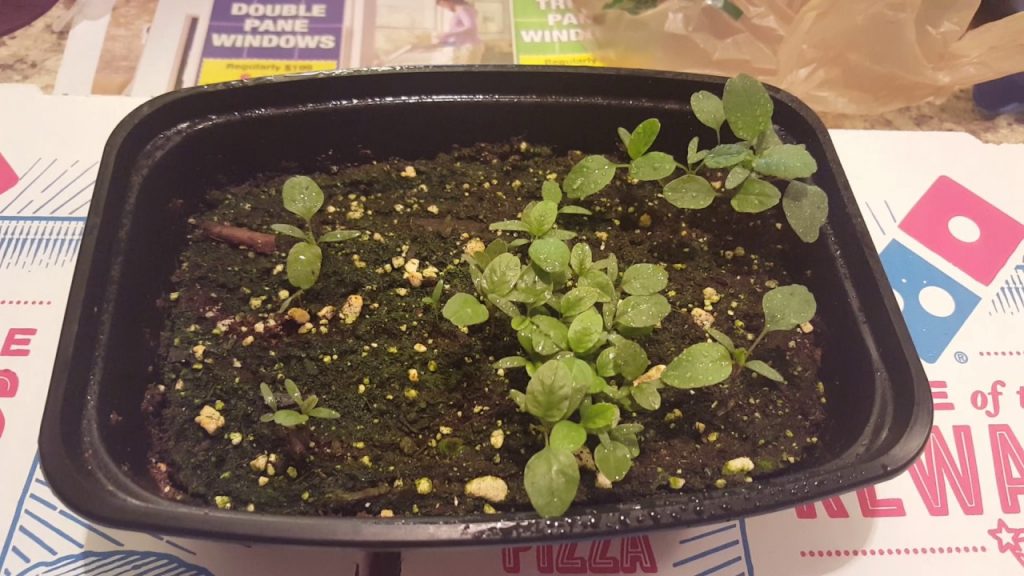 Выращивание черники из семян