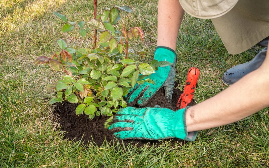 уход за саженцами
