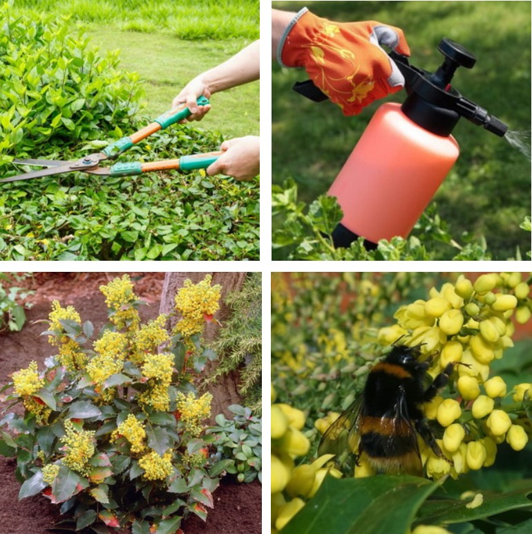 Ничего "особенного" в плане ухода магнолия не требует