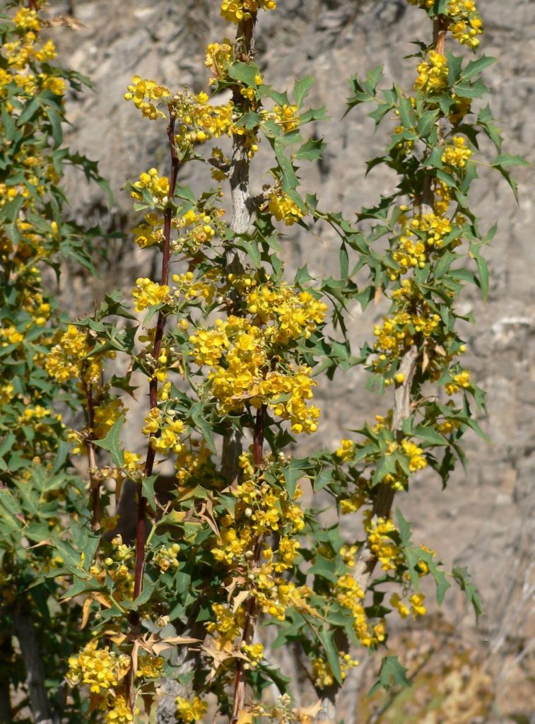 Магония Фремонти