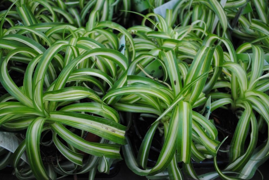 хлорофитум