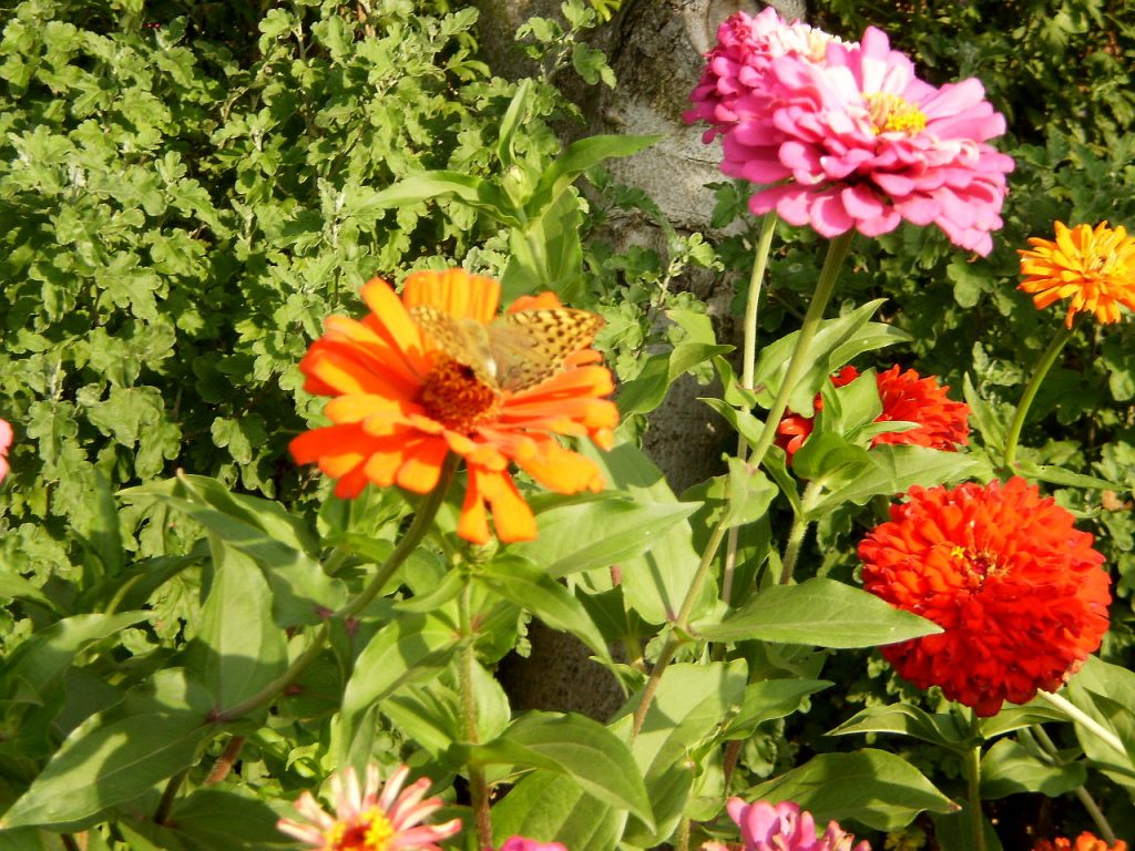 Цинния изящная