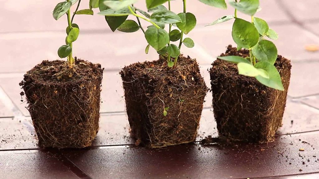 Размножение черенкованием