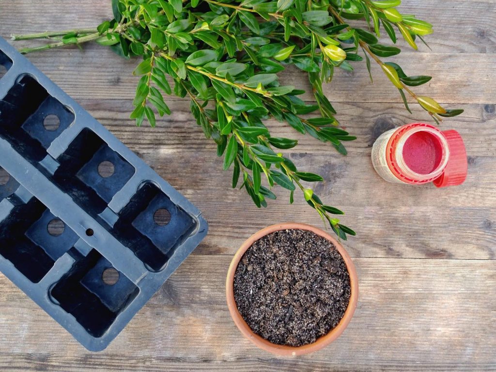 черенкование