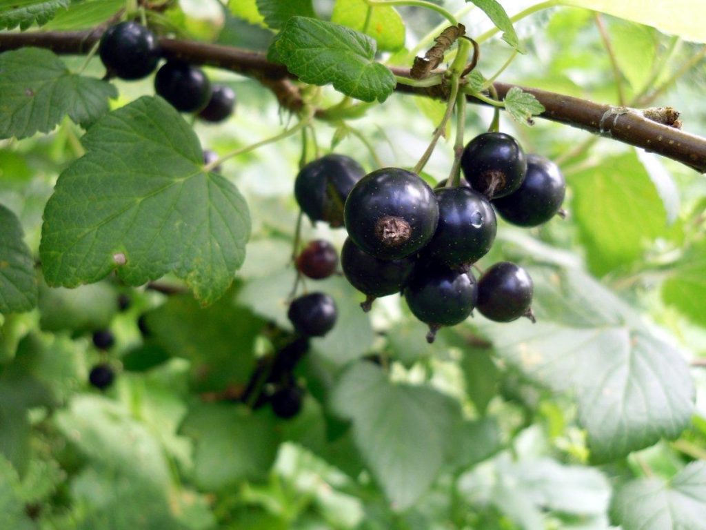 Черная смородина более требовательна к воде
