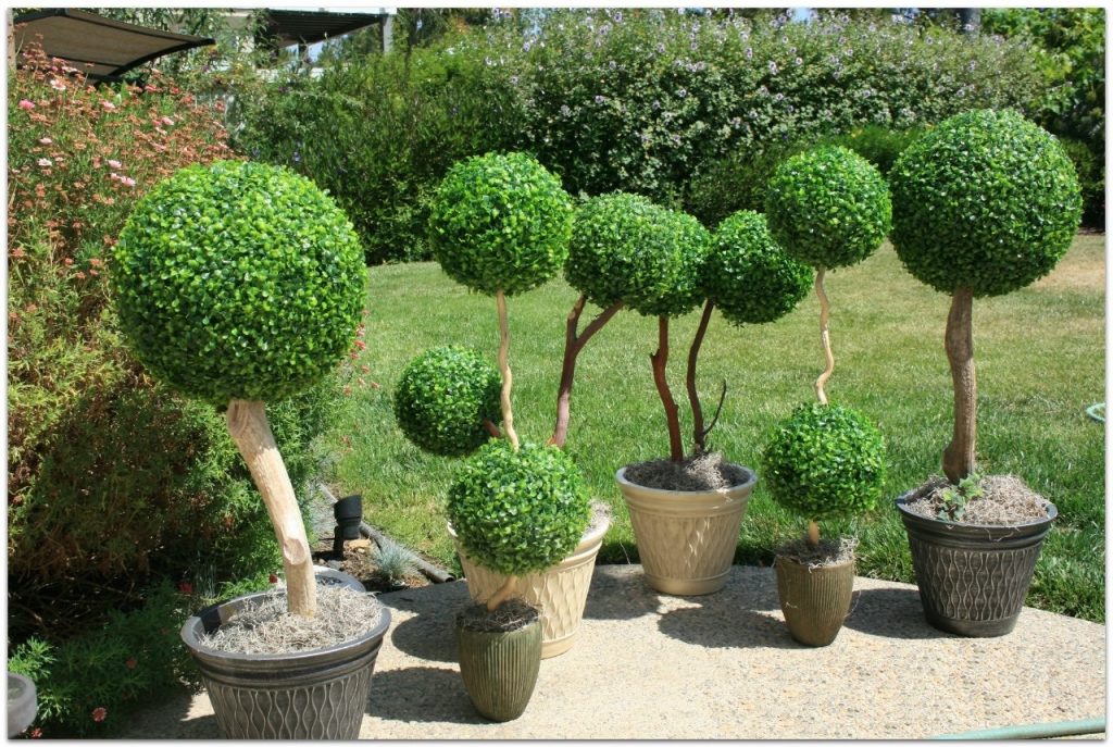 Штамбовое дерево букса выглядит очень необычно