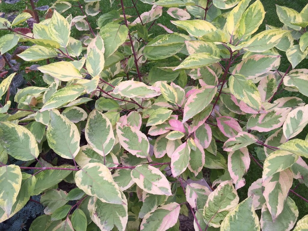 Дерен белый, побеги окрашены в коралловый цвет