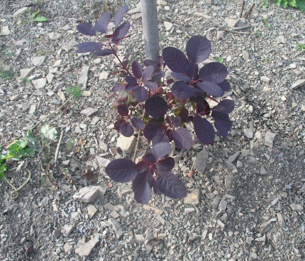 Растение, выращенное способом отсадки поросли