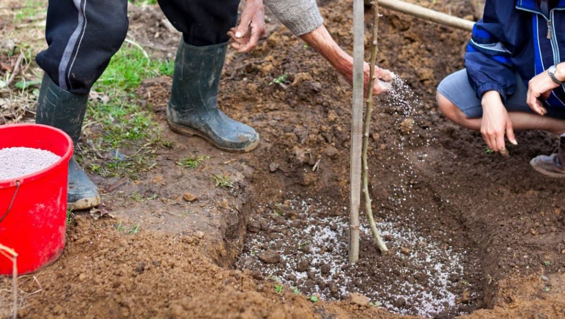 Суперфосфат вносят в посадочную яму, равномерно перемешивая с почвой