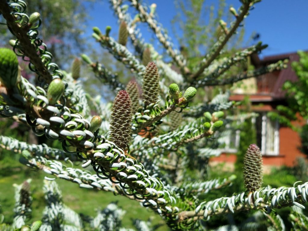 Abies koreana Silberlocke