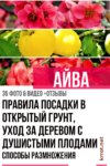 Айва