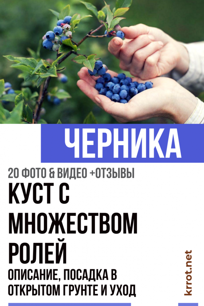 Черника Садовая: Описание, Посадка, Уход | (20 Фото)+Отзывы