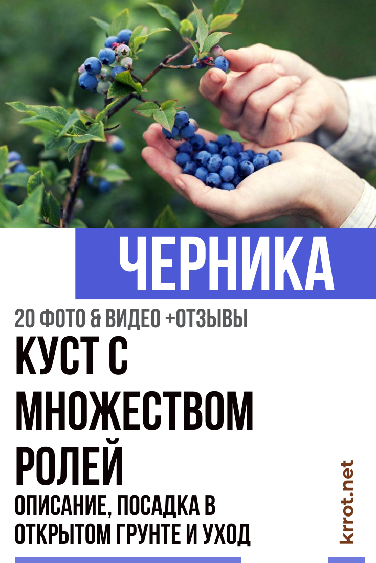 Черника