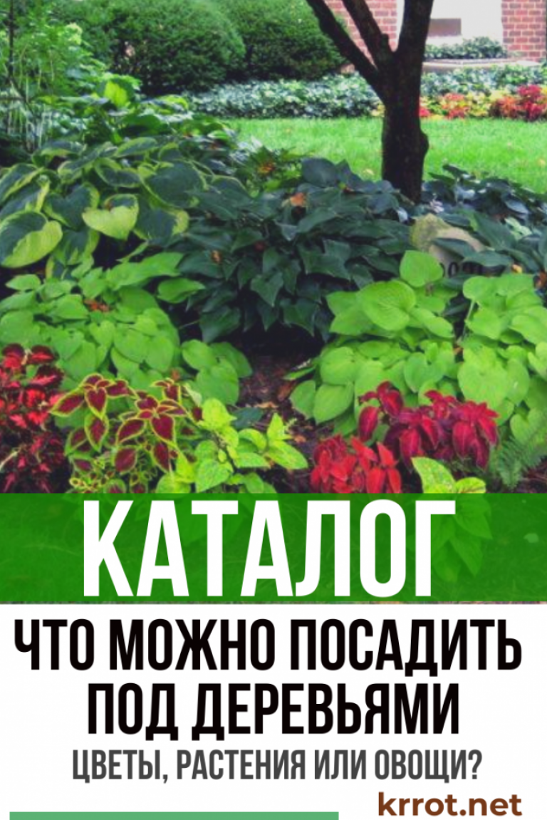 Что посадить под деревьями: цветы, растения, овощи? +Отзывы