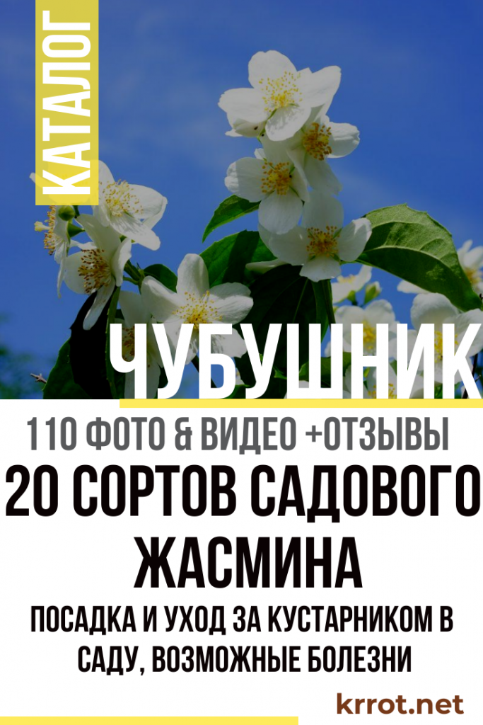 Чубушник (110+ Фото) — Описание, Виды, Посадка, Уход +Отзывы