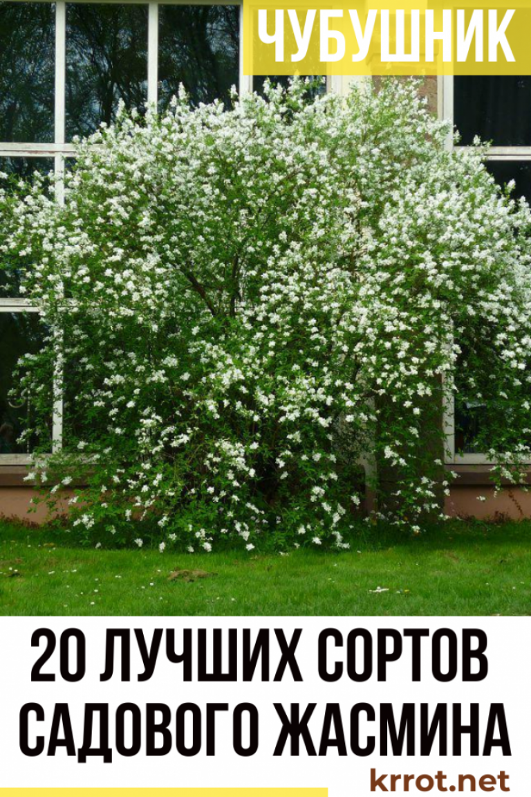 Чубушник (110+ Фото) — Описание, Виды, Посадка, Уход +Отзывы