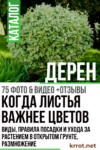 дерен посадка и уход