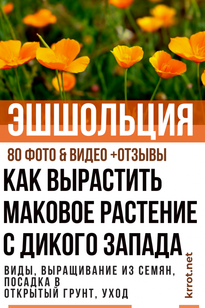 Эшшольция: Описание, Выращивание, Посадка, Уход | (80+ Фото)
