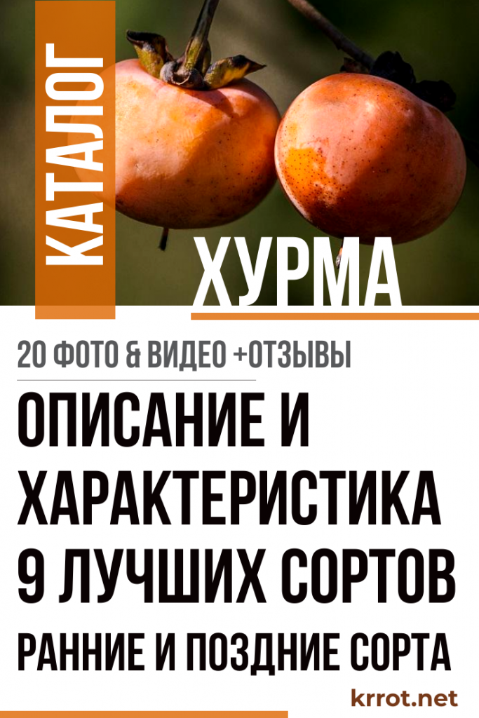 Хурма: Описание 9 Лучших Сортов | (20 Фото) +Отзывы