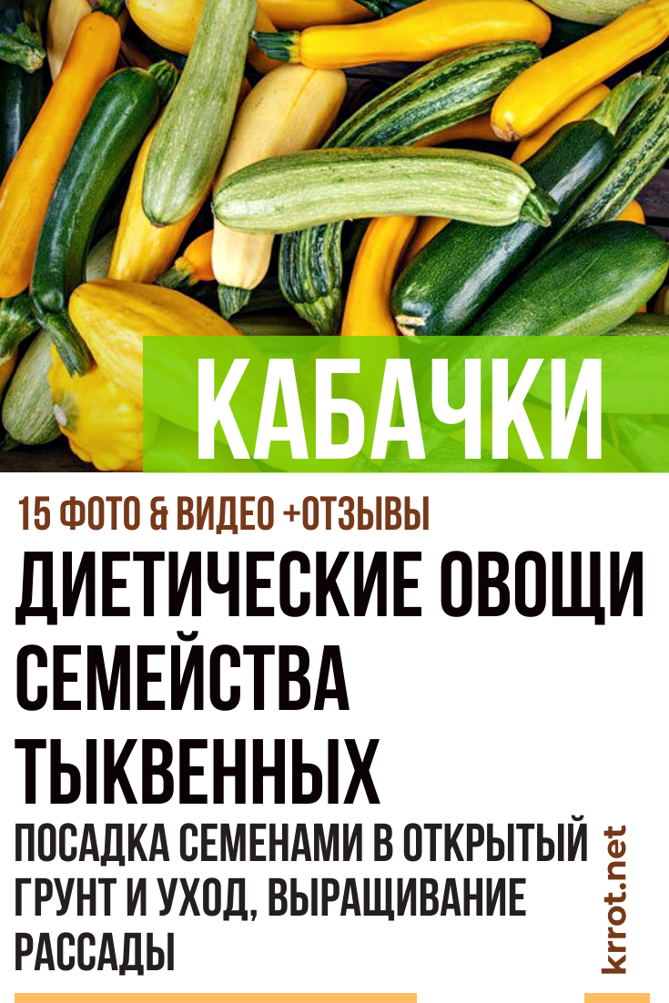 Кабачки: Выращивание Семенами, Посадка, Уход | (Фото)+Отзывы