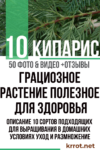 кипарис в домашних условиях