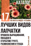 Лапчатка: Описание 17 Видов, Посадка, Уход (Фото) +Отзывы