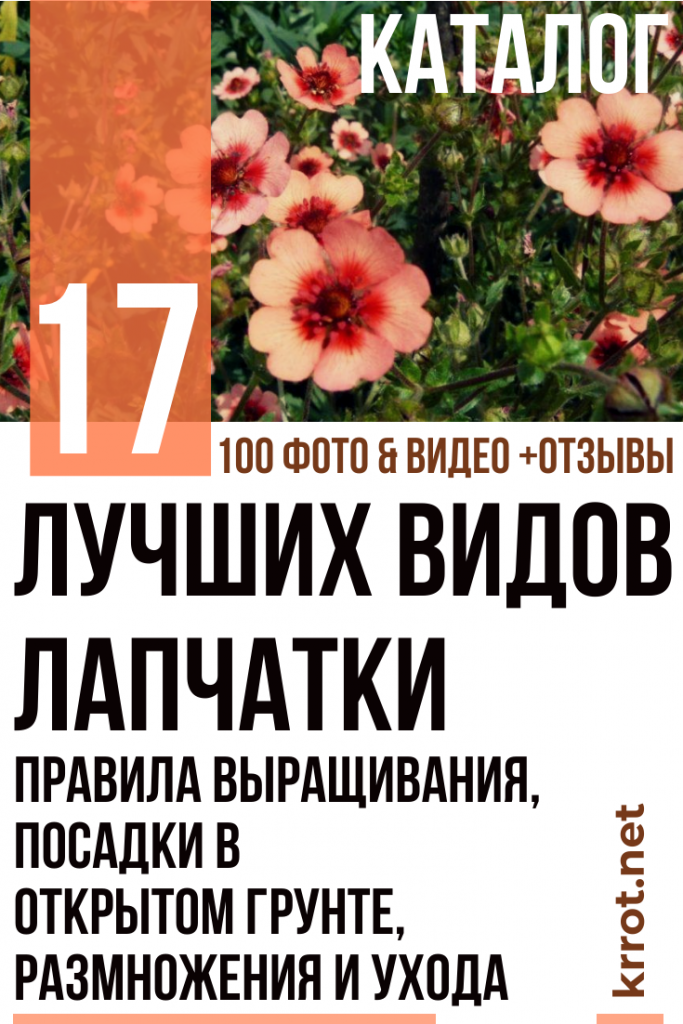 Лапчатка: Описание 17 Видов, Посадка, Уход (100 Фото)+Отзывы