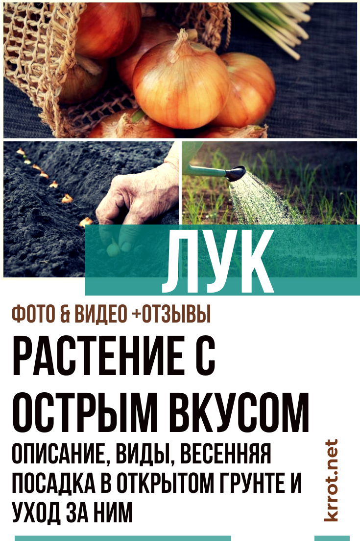 Лук - Растение с особым вкусом