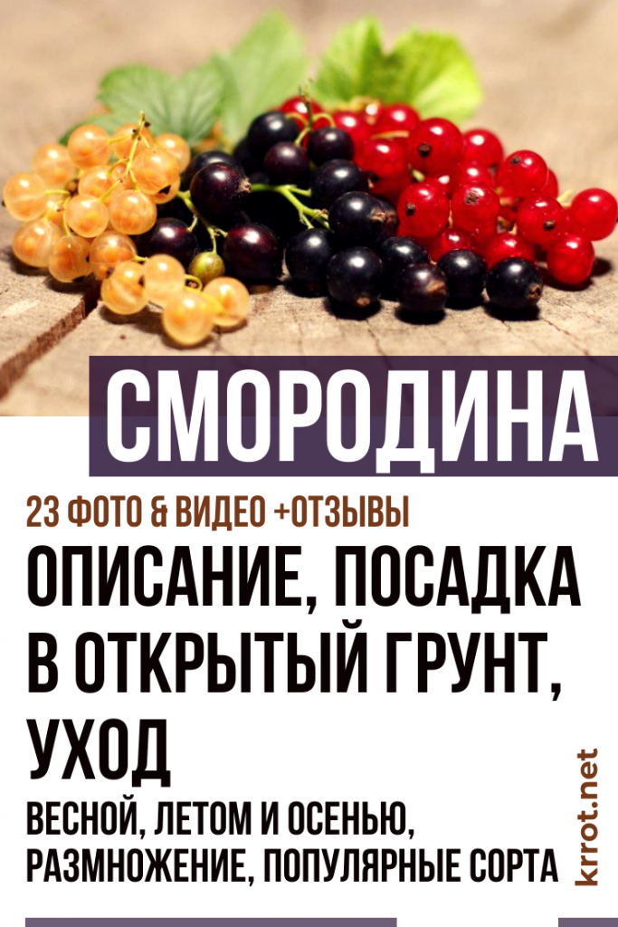 Смородина: Описание, Сорта, Посадка, Уход | (23 Фото)+Отзывы