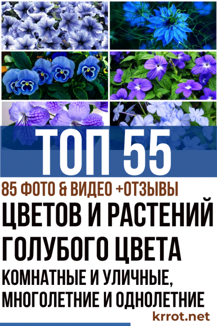 Цветы и растения голубого цвета