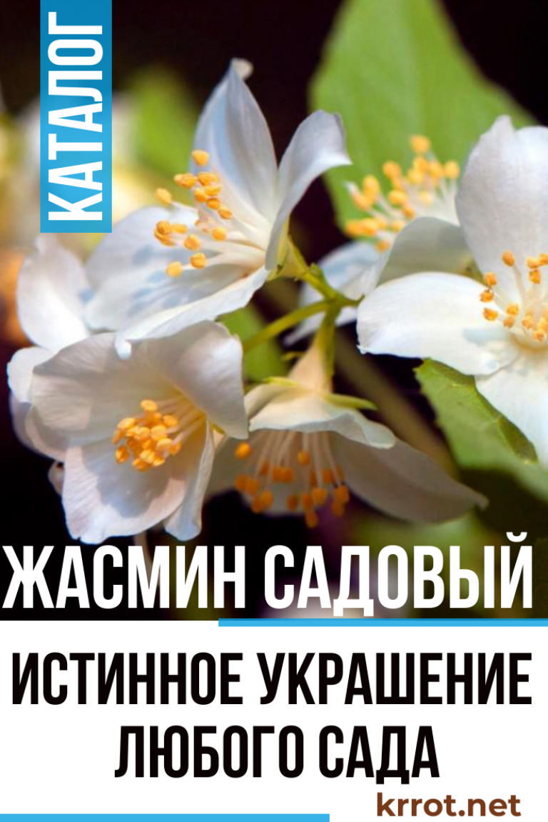 Жасмин Садовый: Посадка, Уход, Размножение, Болезни | Фото