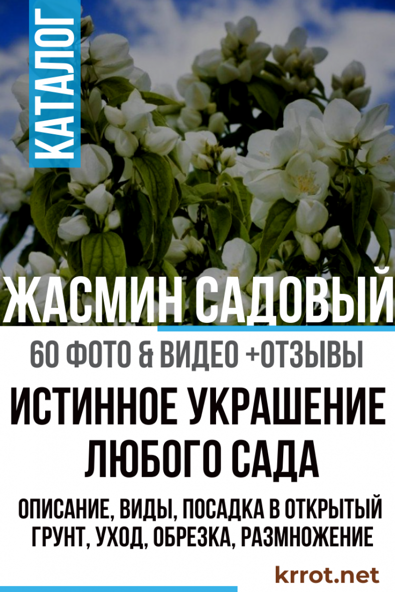 Жасмин Садовый: Посадка, Уход, Размножение, Болезни | Фото