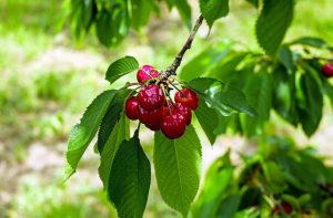 Все о посадке и выращивании вишни - от выбора саженца до сбора урожая (Фото и видео) + Отзывы