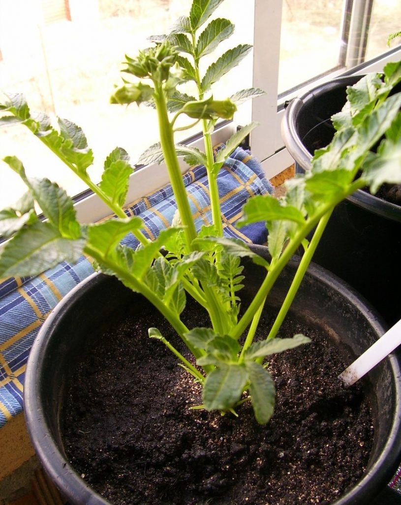 Домашнее выращивание растения в горшке