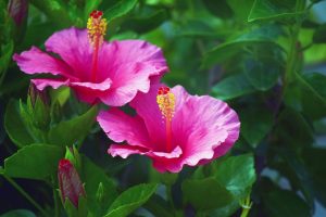 Гибискус (китайская роза): описание, выращивание, размножение и уход, возможные болезни тропической мальвы | (75+ Фото & Видео) +Отзывы