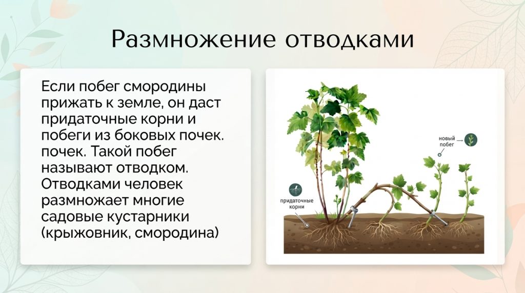 Размножение смородины отводками