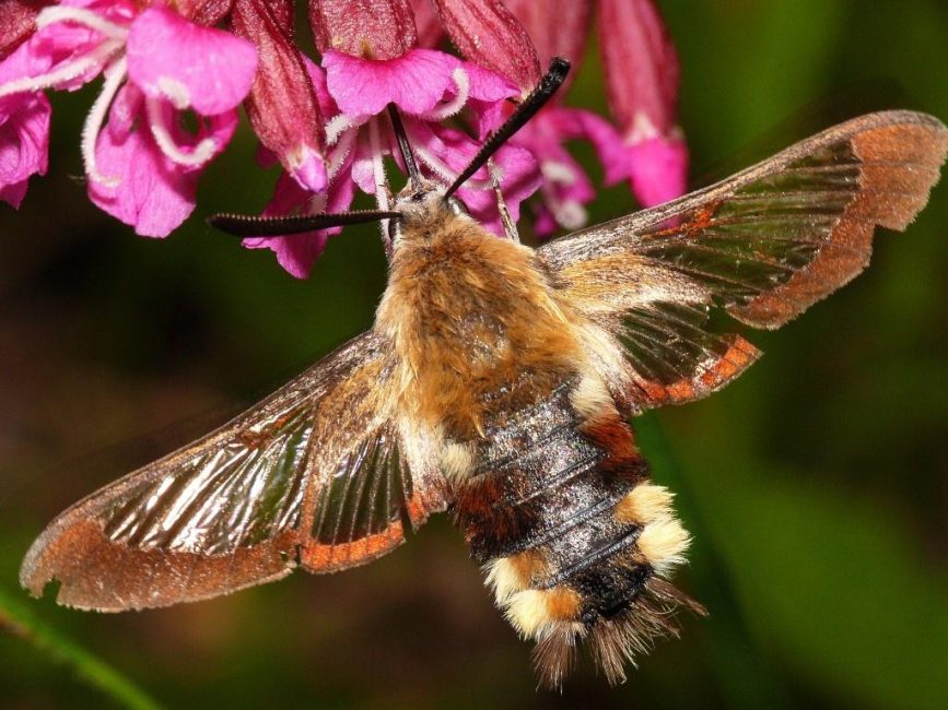 Бабочка-шмелевидка – главный вредитель азиатской красавицы